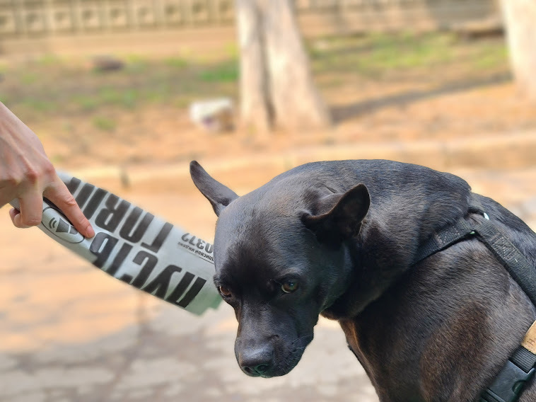is-your-dog-insecure_history_2eefddd9