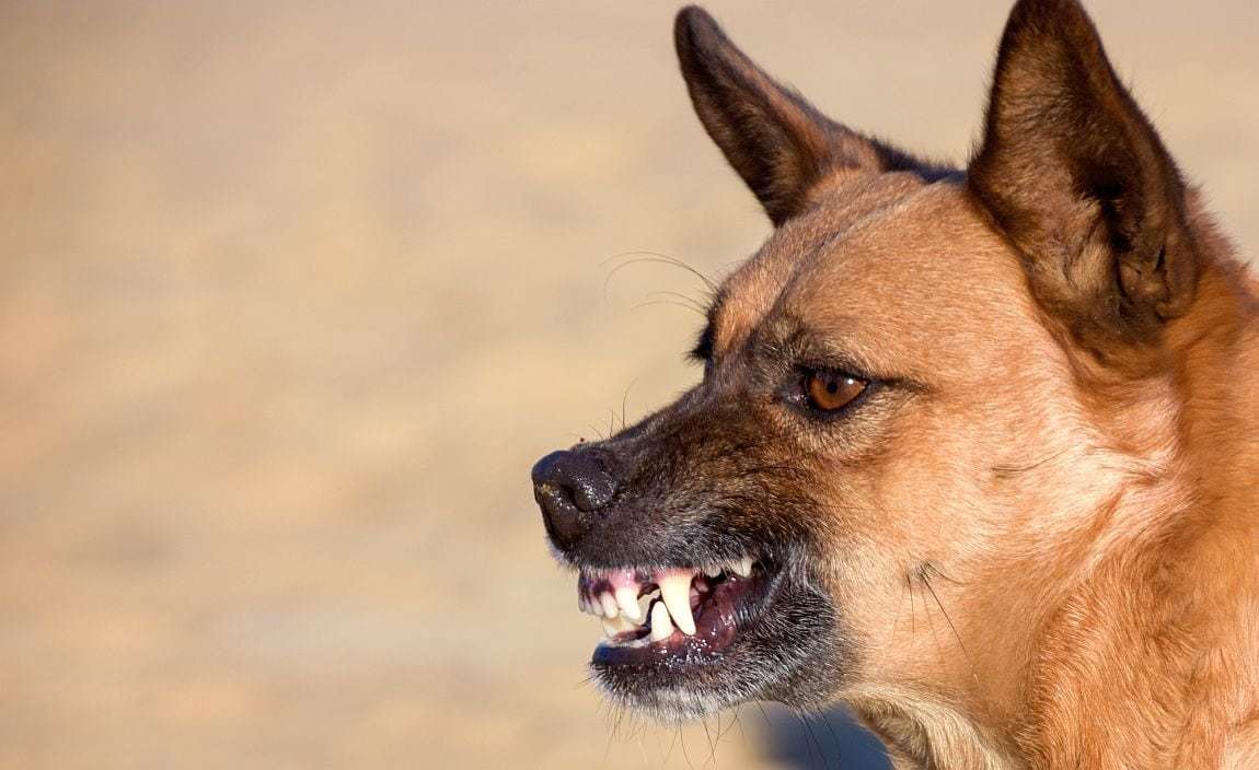 how-to-walk-a-reactive-dog-1_02f4a7e3