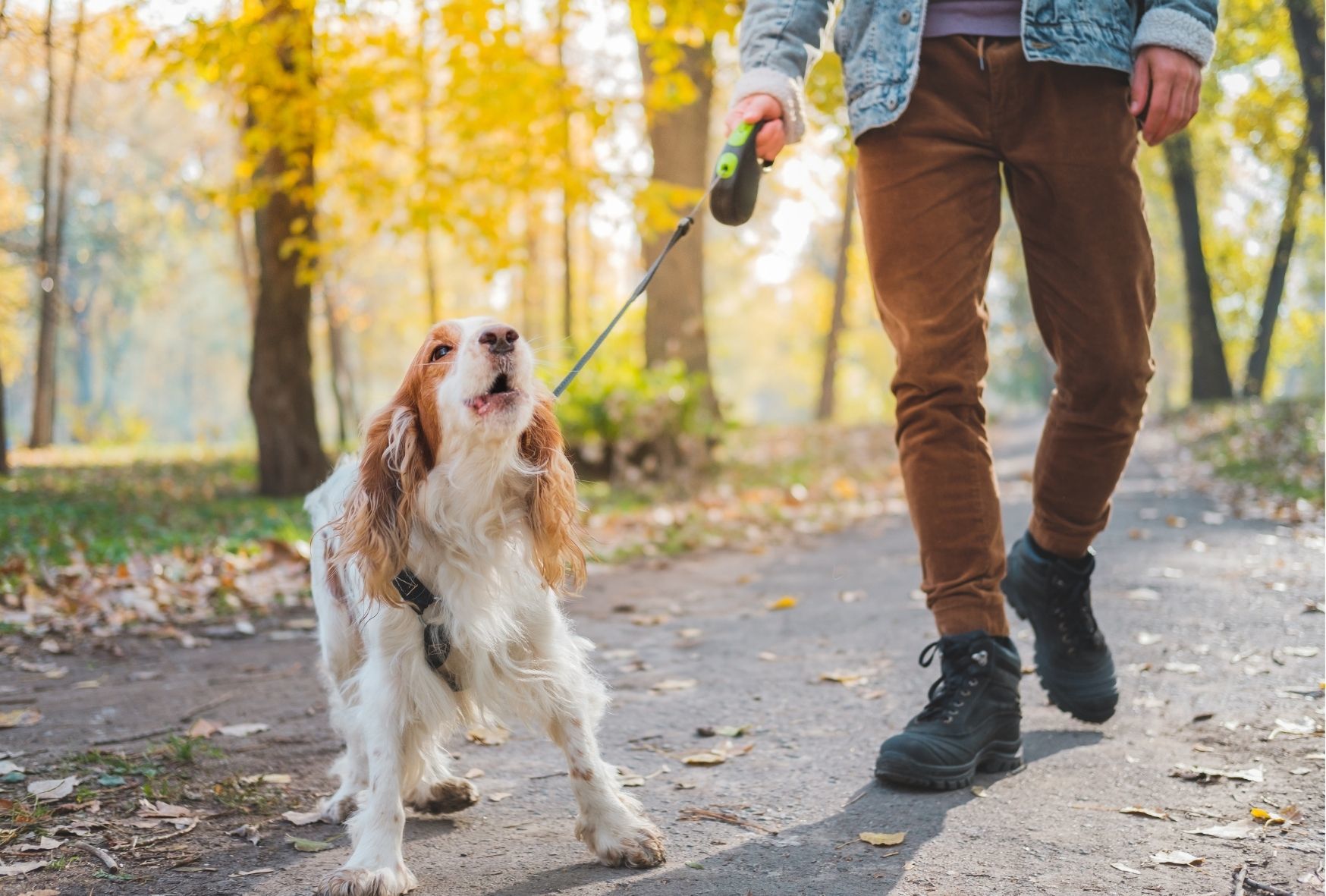 how-to-walk-a-reactive-dog-1_02f4a7e3