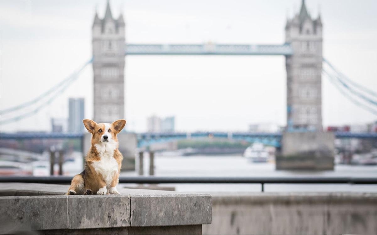 london-dog-week-b3140a8a-data_2c8ec1f9