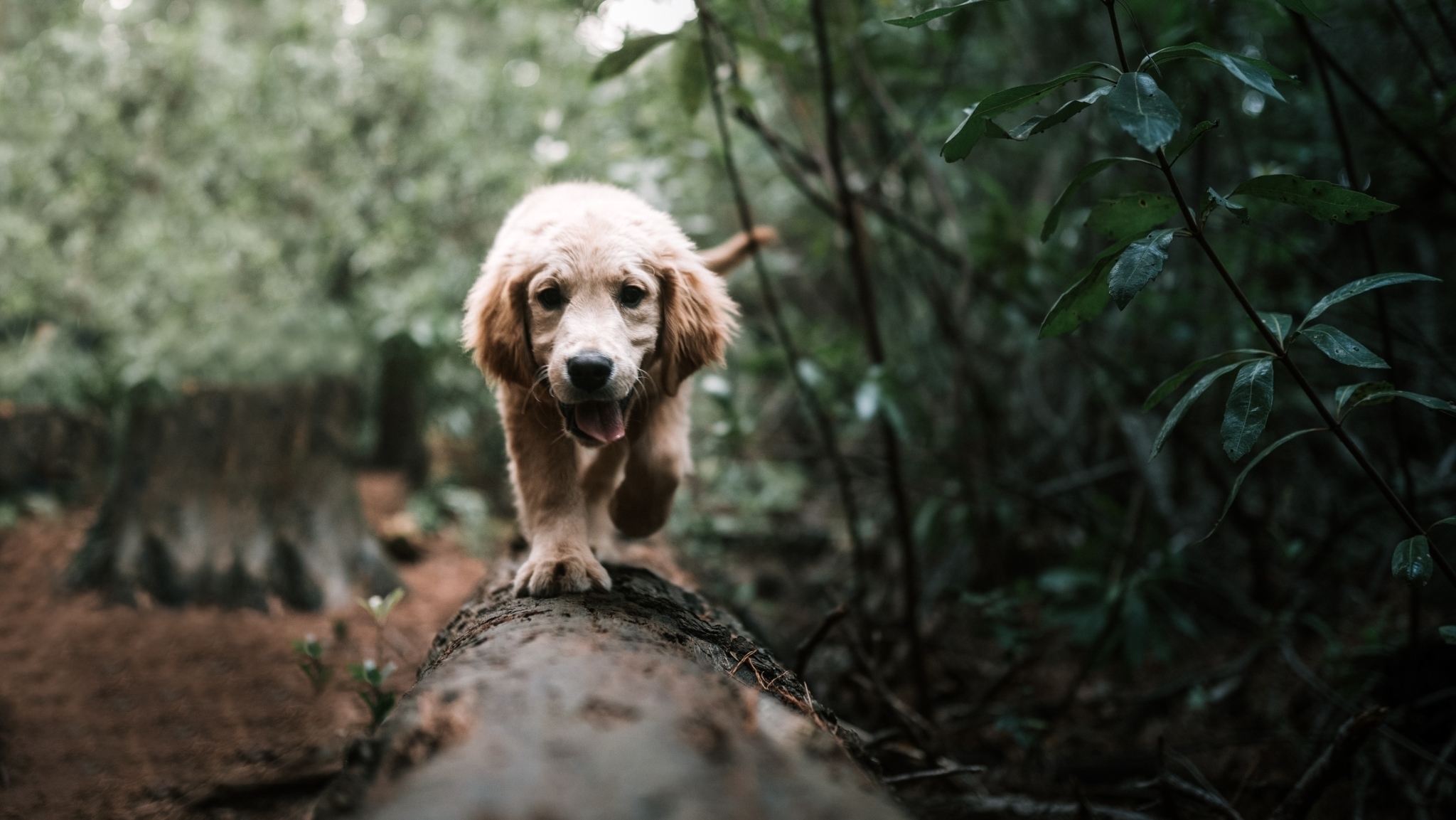 dogcommunication-e1522973953245